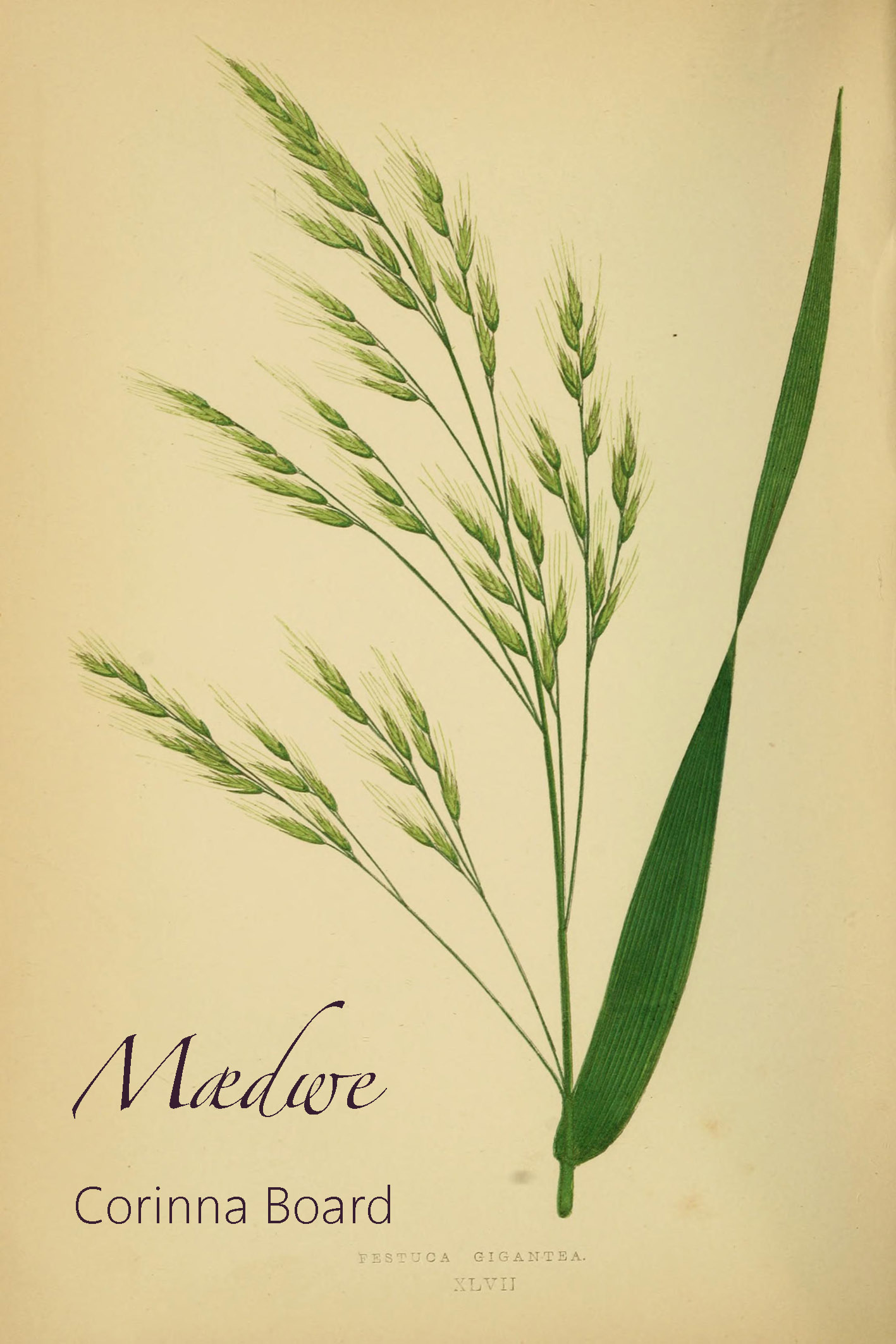 Mædwe - Corinna Board